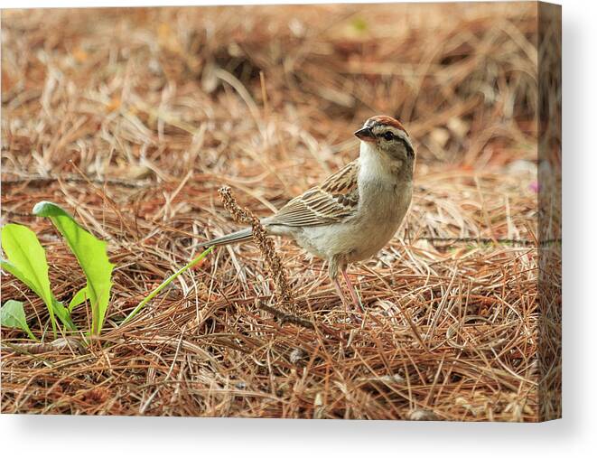 Chipping Sparrow Canvas Print featuring the photograph Story of the Baby Chipping Sparrow 2 of 10 by Joni Eskridge