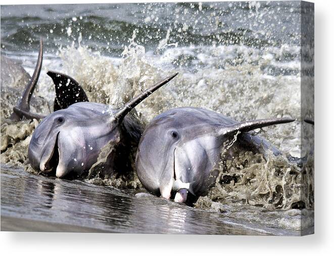 Dolphins Canvas Print featuring the photograph Strand Feeding by Jim Miller
