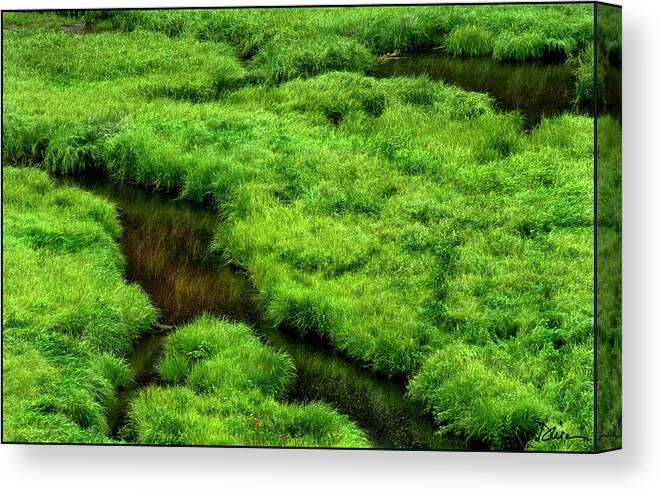Green Canvas Print featuring the photograph Stream near Steamboat by Peggy Dietz