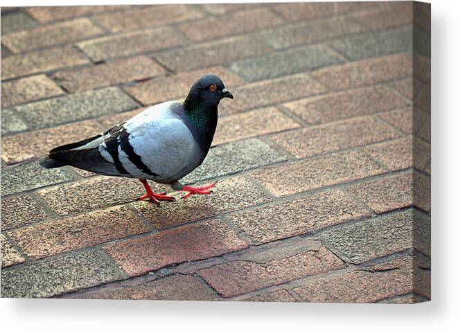 Pigeon Canvas Print featuring the photograph Strutting Pigeon by Joseph Skompski