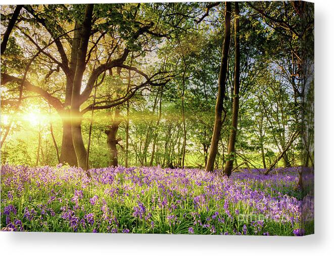 Beautiful Canvas Print featuring the photograph Stunning bluebell forest in spring sunrise by Simon Bratt