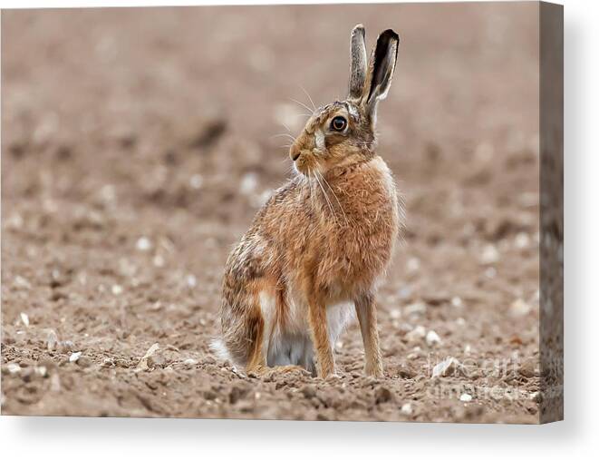 Hare Canvas Print featuring the photograph Stunning large wild brown european hare in the ploughed fields o by Simon Bratt
