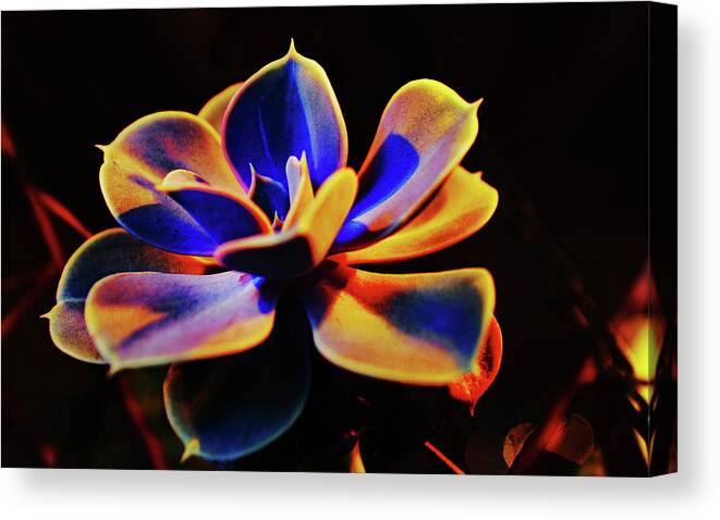 Succulent Canvas Print featuring the photograph Succulent at Night by Matthew Urbatchka