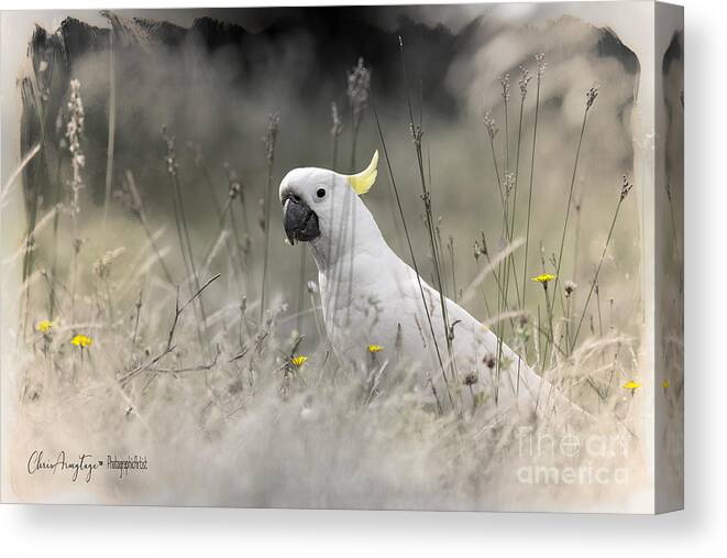 Cockatoo Canvas Print featuring the photograph Sulphur Crested Cockatoo by Chris Armytage