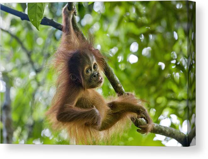 00443970 Canvas Print featuring the photograph Sumatran Orangutan Baby #1 by Suzi Eszterhas