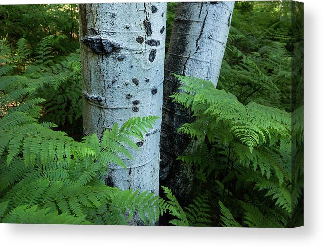 Nature Canvas Print featuring the photograph Summer Aspen Abstract by Sue Cullumber
