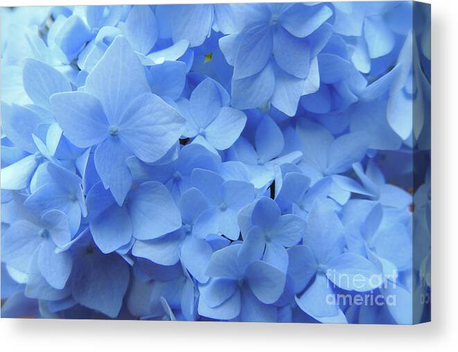 Hydrangeas Canvas Print featuring the photograph Summer Blue by Scott Cameron