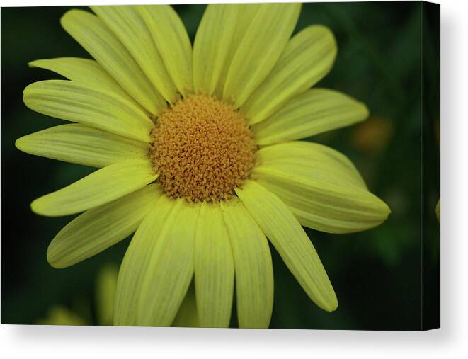 Flower Canvas Print featuring the photograph Summer Daisy by Paul Slebodnick