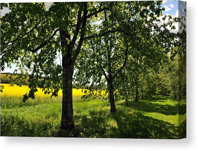 Summer Canvas Print featuring the photograph Summer Day by Randi Grace Nilsberg