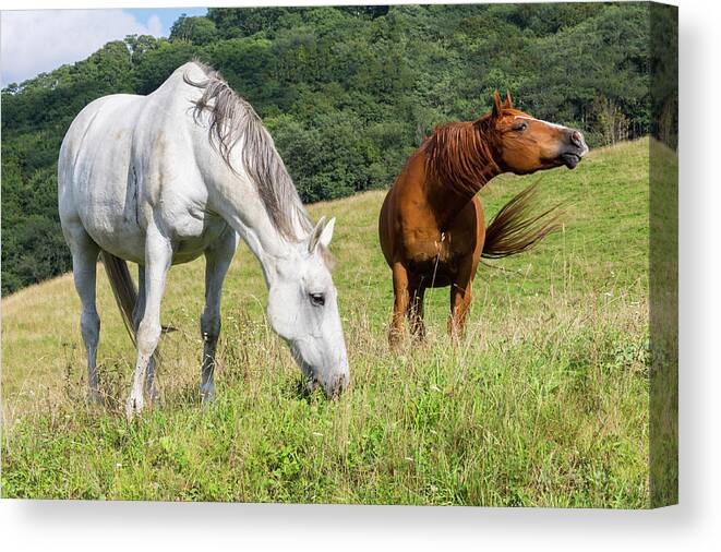 Horses Canvas Print featuring the photograph Summer Evening For Horses by D K Wall