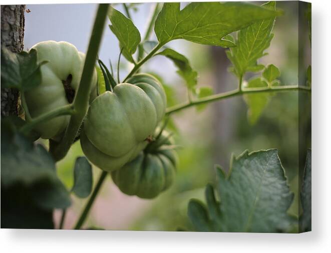 Tomato Canvas Print featuring the photograph Summer Fruit by Rachel Morrison