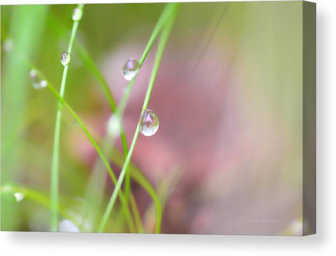 Dew Canvas Print featuring the photograph Summer Of Dreams by Donna Blackhall