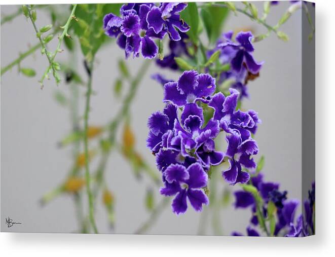 Flower Canvas Print featuring the photograph Summer Purple Bloom by Mary Anne Delgado