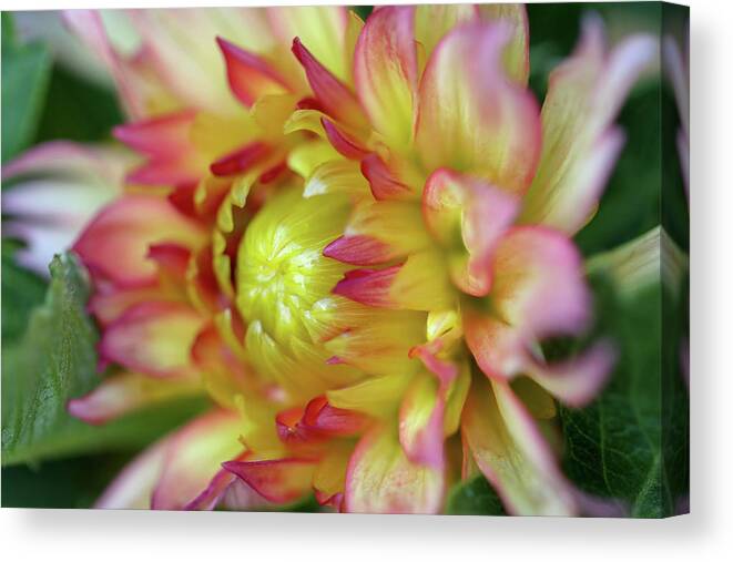 Flower Canvas Print featuring the photograph Summer Splendor by Mary Anne Delgado
