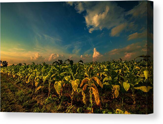 Summer Tobacco Framed Prints Canvas Print featuring the photograph Summer Tobacco by John Harding