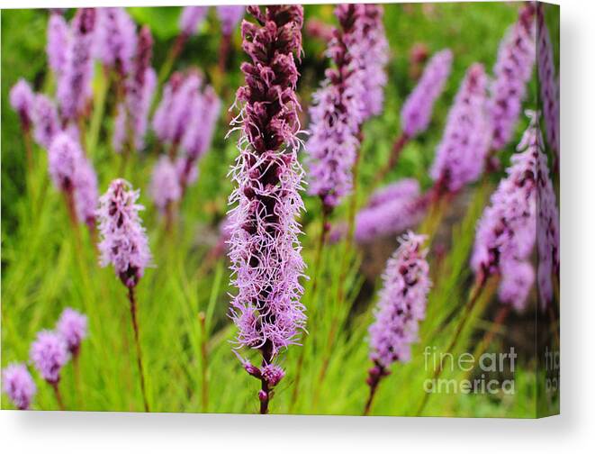 Flowers Canvas Print featuring the photograph Summers Blush by Stevyn Llewellyn