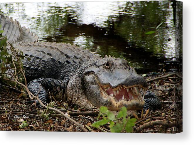 Alligator Canvas Print featuring the photograph Florida Gator by Chauncy Holmes