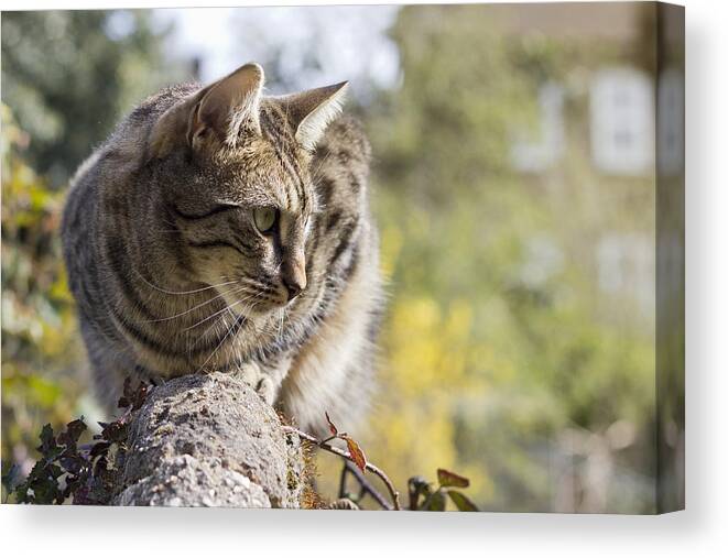 Animal Canvas Print featuring the photograph Sun-kissed by Helga Novelli