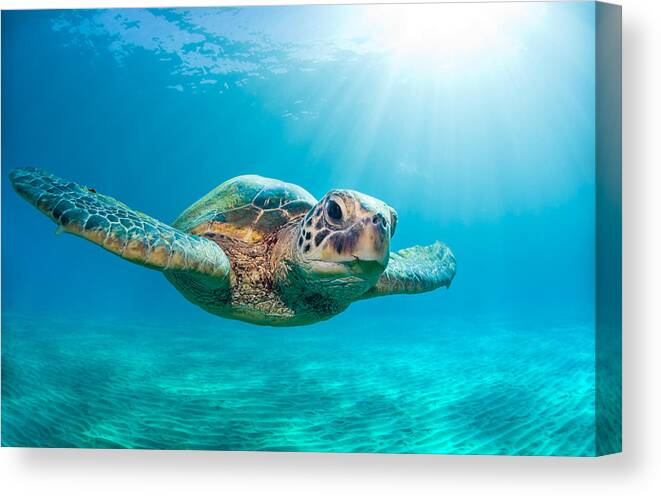 Sunburst Canvas Print featuring the photograph Sunburst Sea Turtle by Michael Swiet