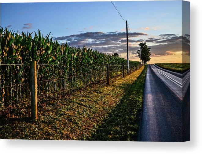 Golden Hour Canvas Print featuring the photograph Sundrenched Cornfield by Tana Reiff