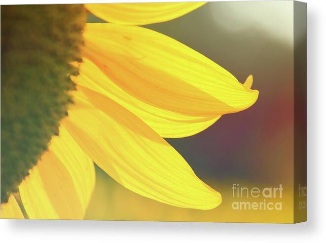  Canvas Print featuring the photograph Sunflower 5 by Andrea Anderegg