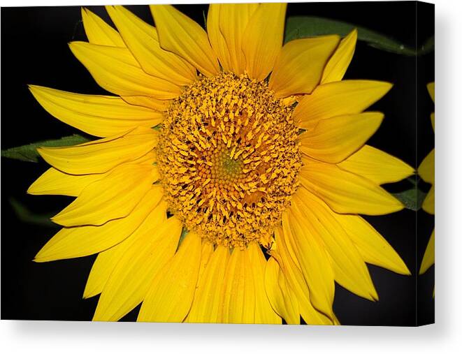 Nature Canvas Print featuring the photograph Sunflower at Dusk by Sheila Brown