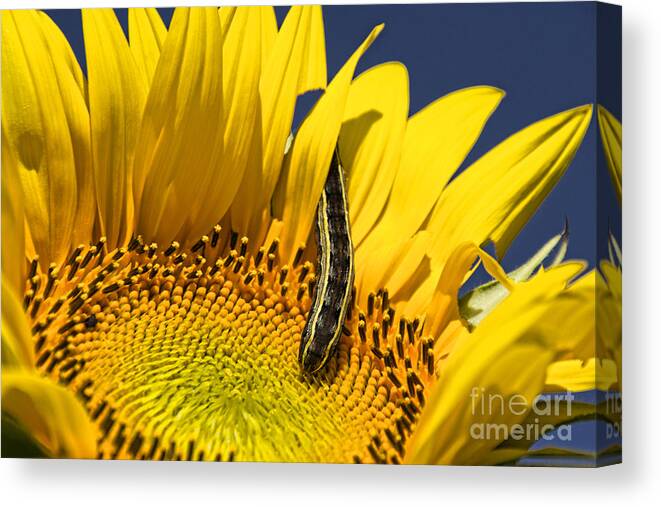 Sunflower Canvas Print featuring the photograph Sunflower Trespasser by Crystal Nederman