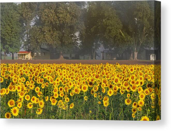 Sunflowers Canvas Print featuring the photograph Sunflower Fields by Paula Ponath