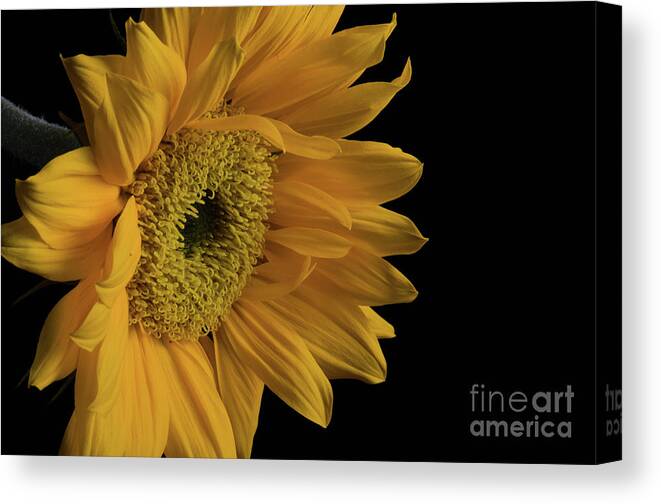 Sunflower Canvas Print featuring the photograph Yellow Sunflower from Left on Black Nature / Botanical / Floral Photograph by PIPA Fine Art - Simply Solid