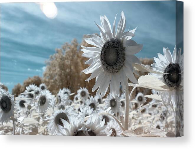 Ir Infra Red Infrared Waelength Outside Outdoors Nature Natural Sky Flower Flowers Botany Sun Sunflower Sunflowers 720nm 720 Nanometers Nanometer Brian Hale Brianhalephoto Farm Canvas Print featuring the photograph Sunflower Infrared by Brian Hale