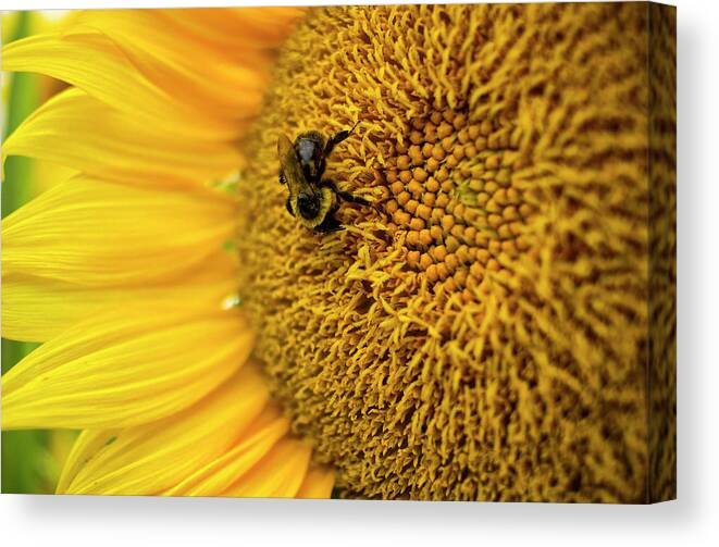 Sunflower Canvas Print featuring the photograph Sunflower Macro by Tammy Chesney