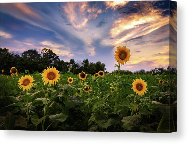 Sunflower Canvas Print featuring the photograph Sunflower Mingle by C Renee Martin