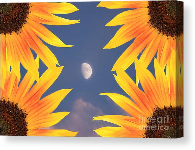 Sunflower Canvas Print featuring the photograph Sunflower Moon by James BO Insogna