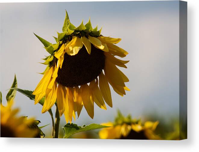 Sunflower Canvas Print featuring the photograph Sunflower by Robin Lynne Schwind