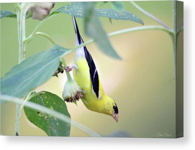 Nature Canvas Print featuring the photograph Sunflower Seed Snack by Trina Ansel