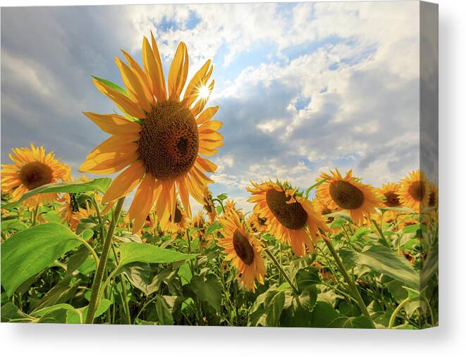 Sunflower Canvas Print featuring the photograph Sunflower Star by Rob Davies