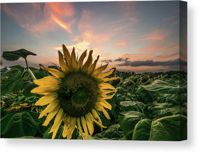 Alabama Canvas Print featuring the photograph Sunflower Sunset by James-Allen