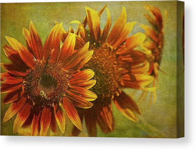 Cindi Ressler Canvas Print featuring the photograph Sunflower Trio by Cindi Ressler