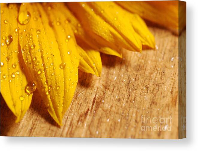 Sunflower Canvas Print featuring the photograph Sunflower with water drops 2 by Micah May