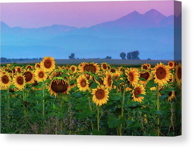 Berthoud Canvas Print featuring the photograph Sunflowers At Dawn by John De Bord