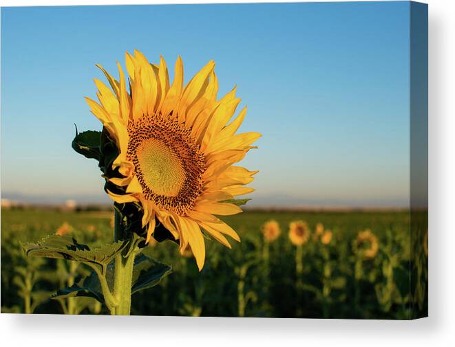 Sunflowers Canvas Print featuring the photograph Sunflowers At Sunrise 2 by Stephen Holst