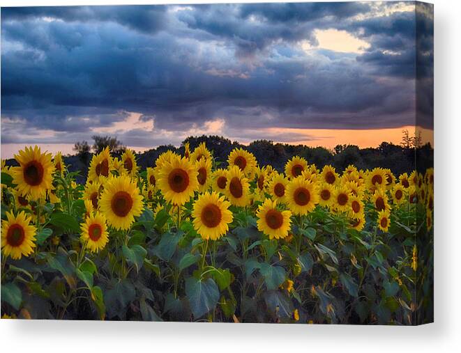 Beautiful. Beauty. Bloom. Blooming. Sunflower. Fall. Yellow. Botanical. Bright. Closeup. Color. Colorful .colors. Detailed Canvas Print featuring the photograph Sunflowers At Sunset by Tricia Marchlik