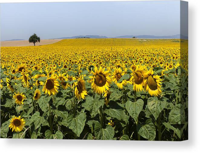 Yellow Canvas Print featuring the photograph Sunflowers field by Mike Santis