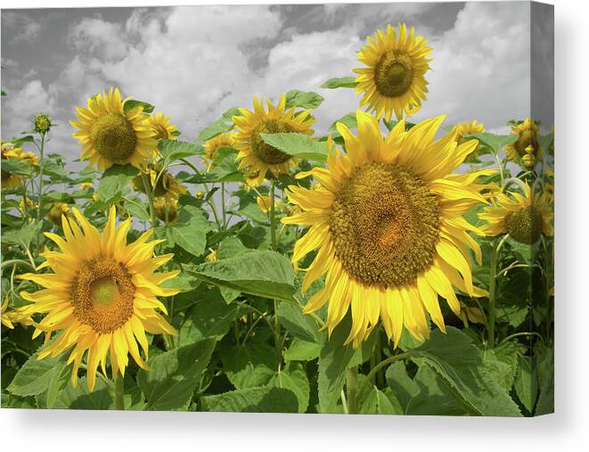 Sunflowers I Canvas Print featuring the photograph Sunflowers I by Dylan Punke