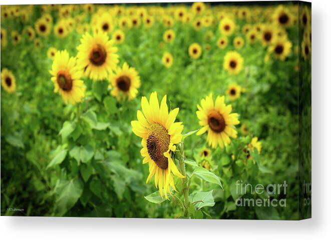 Sunflowers Canvas Print featuring the photograph Sunflowers in Memphis IV by Veronica Batterson