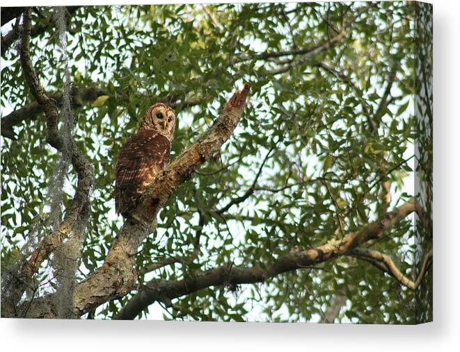 Adult Barred Owl Sun Tree Nature Wildlife Sitting Watching Bird Prey Canvas Print featuring the photograph Sunlit by Anita Parker