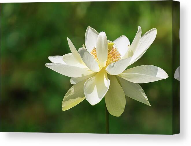 Dawn Currie Photography Canvas Print featuring the photograph Sunlit Lotus Blossom by Dawn Currie