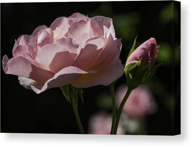 Rose Canvas Print featuring the photograph Sunlit Pink Beauty by Doug Scrima