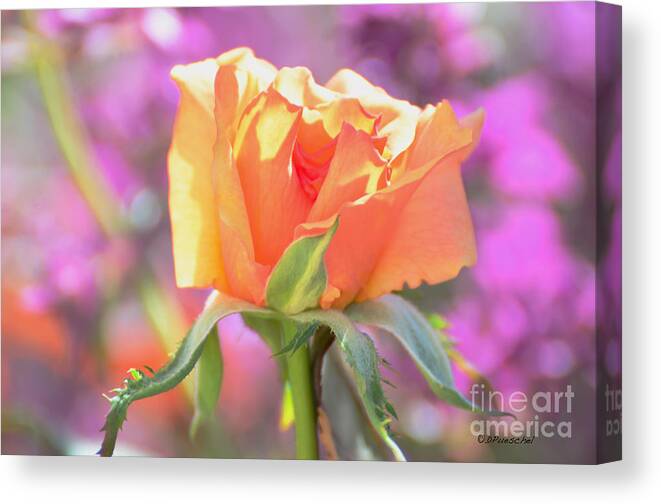 Rose Canvas Print featuring the photograph Sunlit Rose by Debby Pueschel