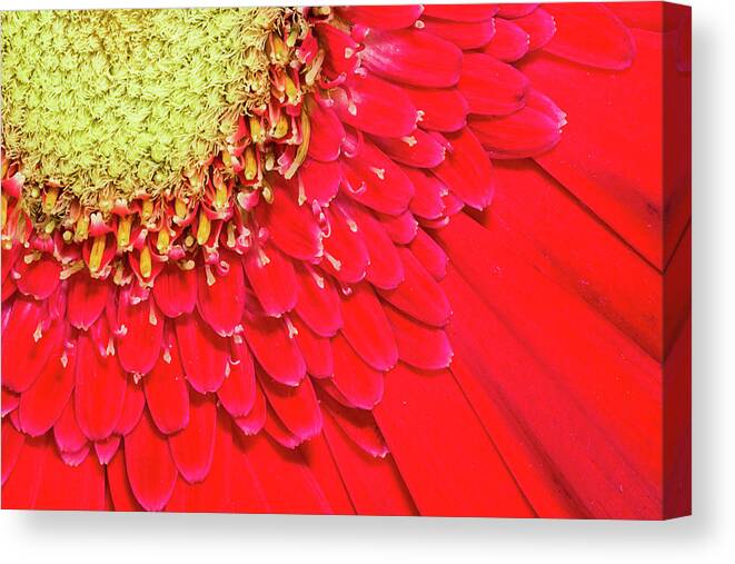 Dawn Currie Canvas Print featuring the photograph Sunny Detail by Dawn Currie